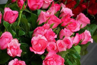 Close-up of pink flowers