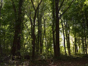 Trees in forest