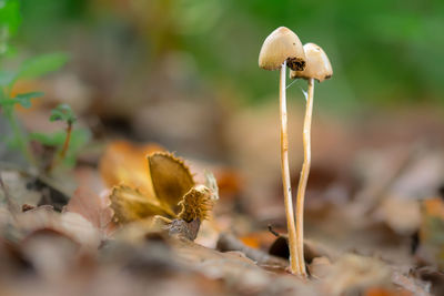 Close-up of mushroom growing outdoors