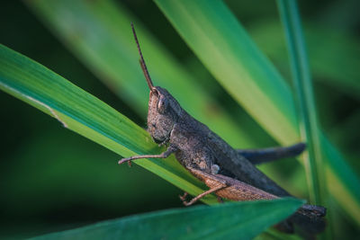 Close-up of butterfly on leaf