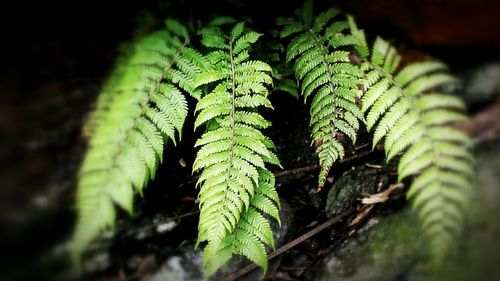 Close-up of plant