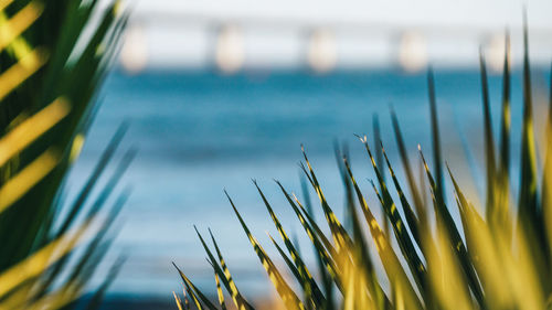 Close-up of grass by sea against sky