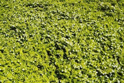 Full frame shot of fresh flowers in field