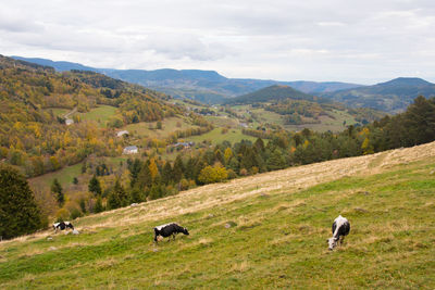 View of sheep on landscape