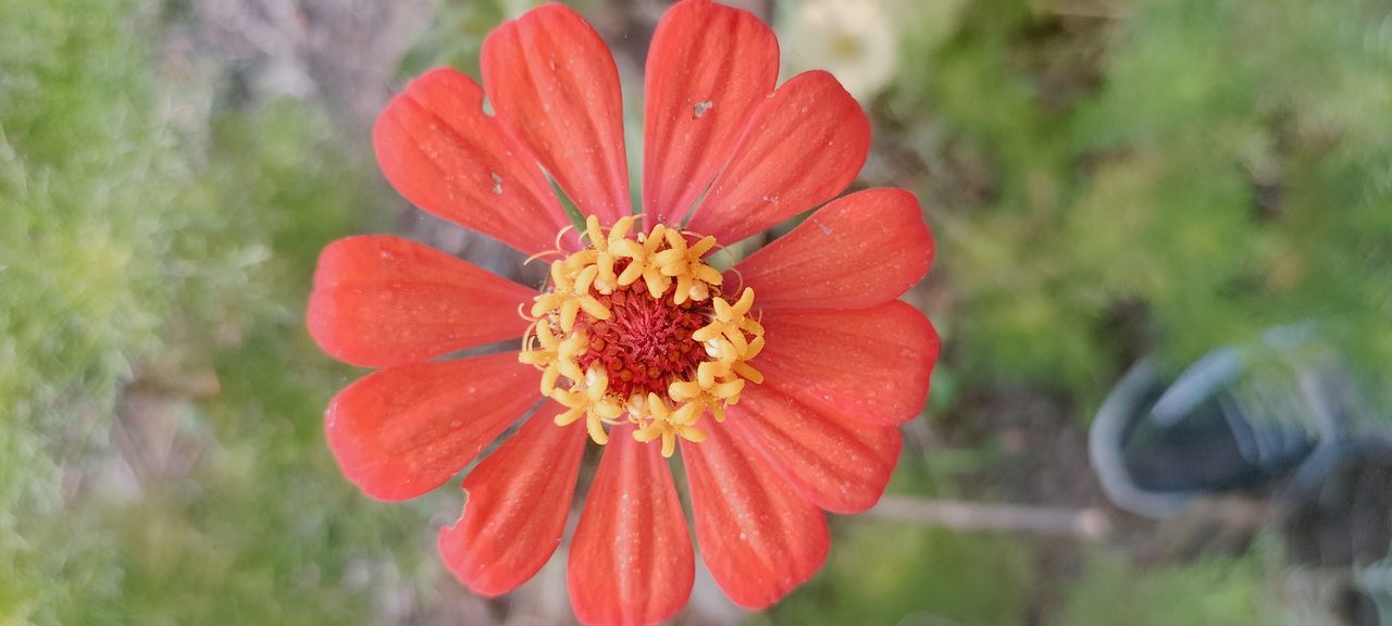 plant, flower, flowering plant, freshness, beauty in nature, flower head, growth, petal, fragility, close-up, nature, inflorescence, pollen, focus on foreground, macro photography, red, garden cosmos, no people, day, outdoors, wildflower, orange color, yellow, botany