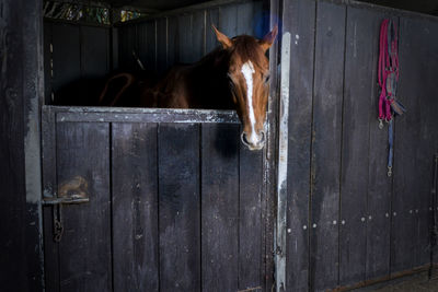 Horse standing in stable