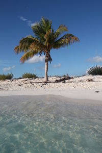 Palm trees on beach against sky