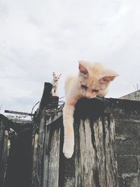 Cat on wall against sky