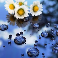 Full frame shot of water drops on flowers