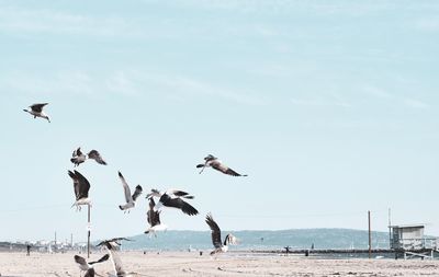 Seagulls flying over beach against sky