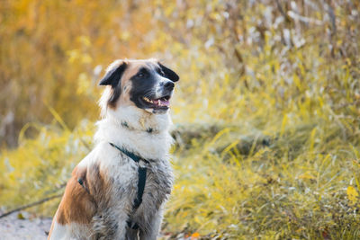 Close-up of dog