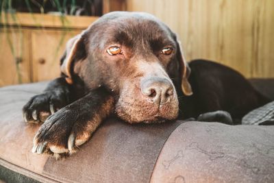 Close-up portrait of dog resting at home