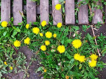 High angle view of yellow flowers blooming on field
