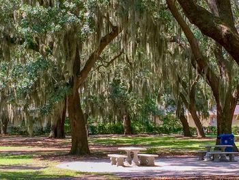 Trees in park