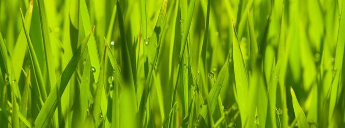 Full frame shot of fresh green plants