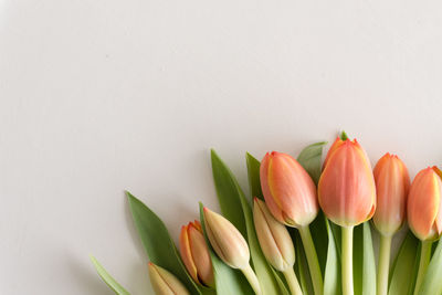 Close-up of tulips against white background