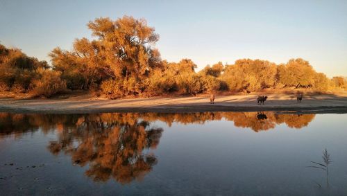 Reflection of trees in lake against sky during autumn