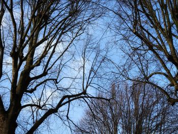 Low angle view of bare trees against sky