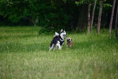 Dogs running on grassy field