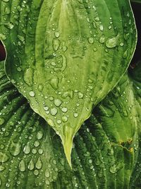 Close-up of raindrops on leaves