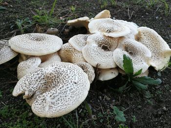 Close-up of mushrooms on field