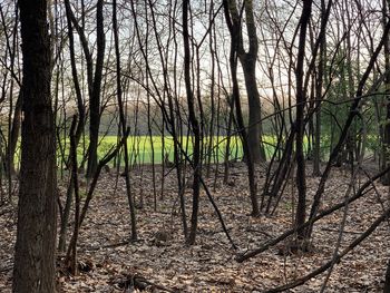 Bare trees in forest