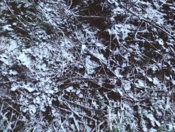 Trees on snow covered landscape