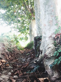 Close-up of tree trunk in forest