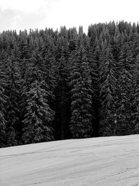 Pine trees in forest during winter against sky