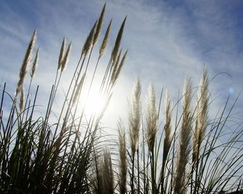 Close-up of corn field against sky