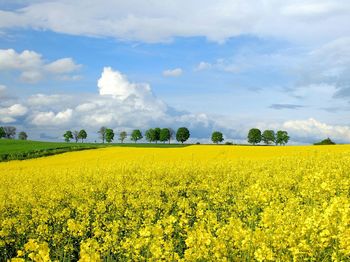 Scenic view of oilseed rape field against sky