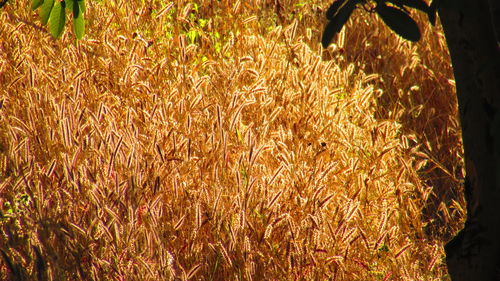 Plants growing on field