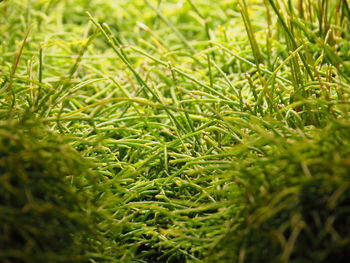 Full frame shot of fresh green grass