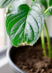 Close-up of potted plant