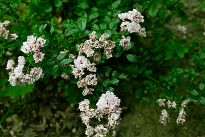 Close-up of white flowering plants