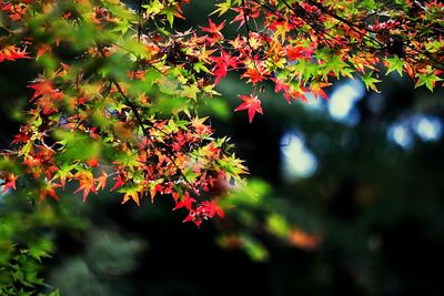 Close-up of leaves on tree