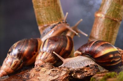 Close-up of snail on tree