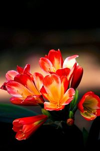 Close-up of red flower blooming