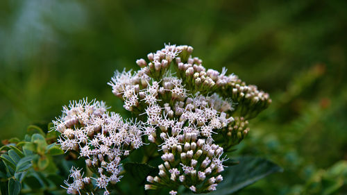 Close-up of white flowering plant