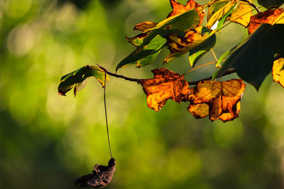 Close-up of dried leaves on plant