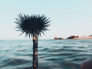 Palm tree against sea against clear sky