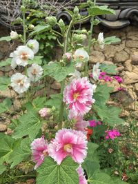 Close-up of pink flowering plants in yard