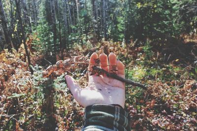 Cropped hand holding dry plant in forest