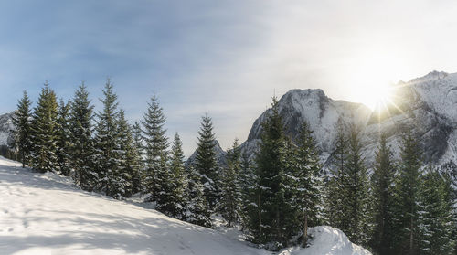 Pine trees on snow covered mountain against sky