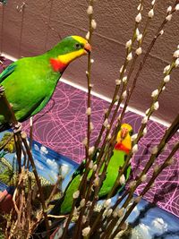 Close-up of parrot