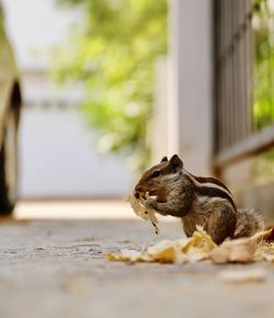 Side view of chipmunk eating leaf on footpath