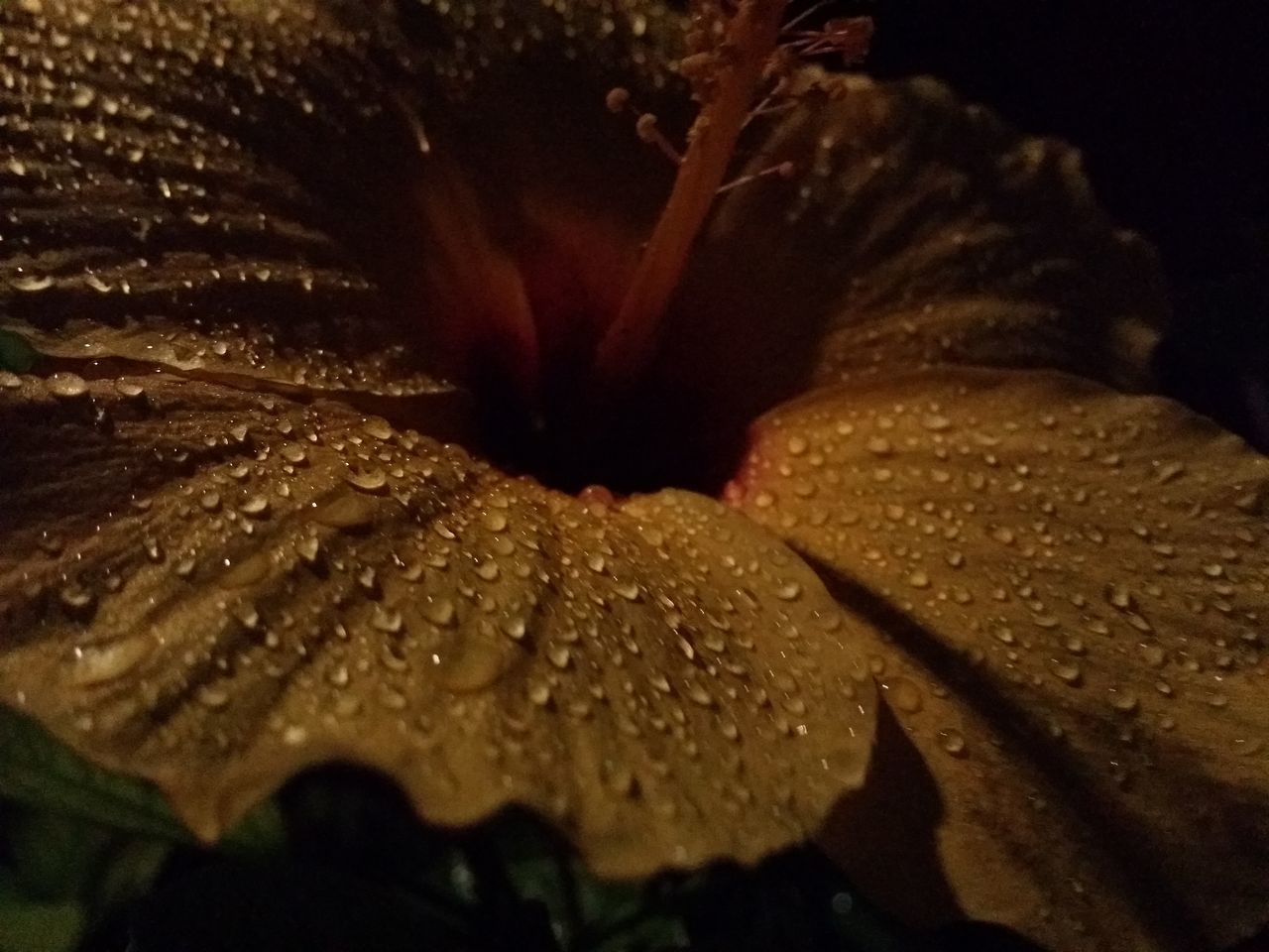 CLOSE-UP OF FLOWERS