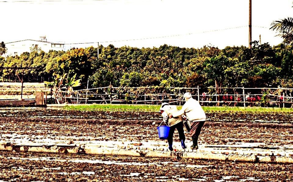 full length, rear view, casual clothing, lifestyles, leisure activity, childhood, tree, men, boys, day, person, girls, rural scene, agriculture, clear sky, elementary age, field, sky