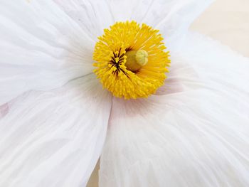 Close-up of white daisy flower