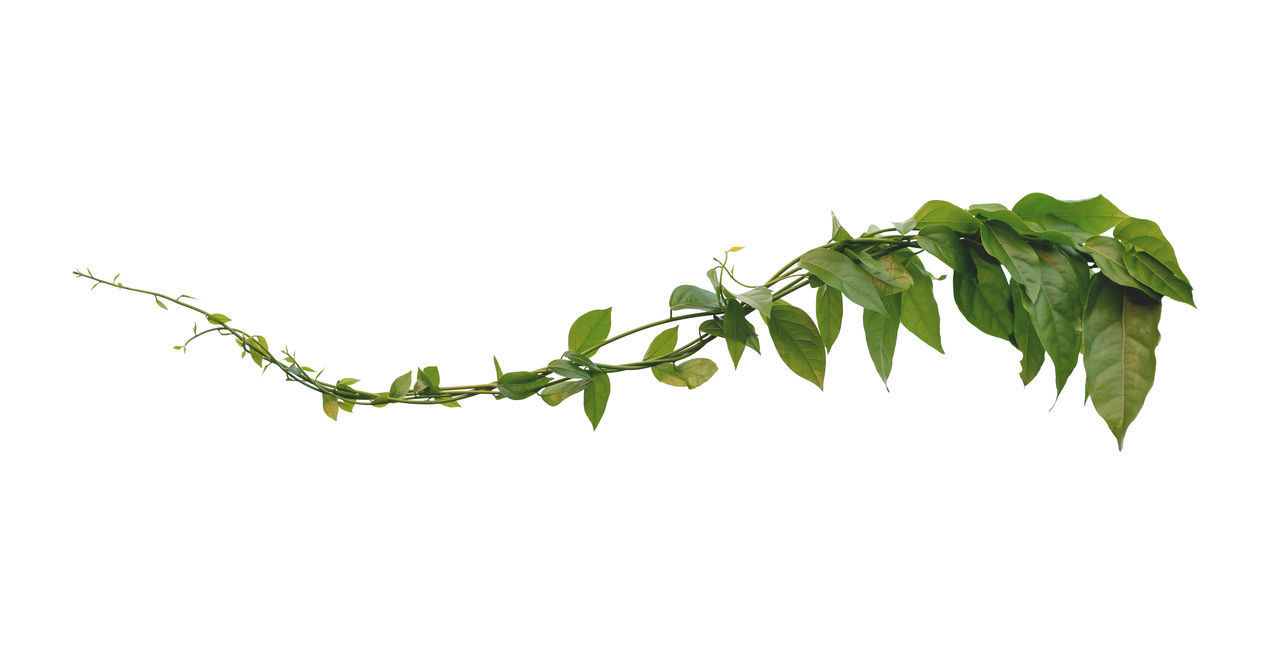 LOW ANGLE VIEW OF IVY GROWING ON WHITE BACKGROUND